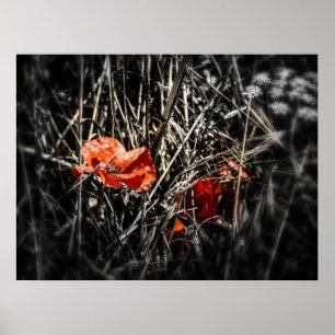 Poster Pavots