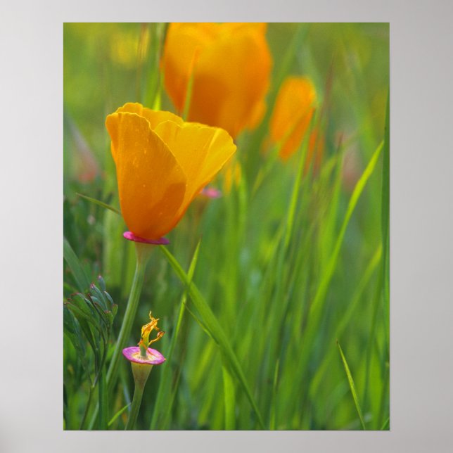 Poster Pavots dorés de Californie dans un champ vert (Devant)