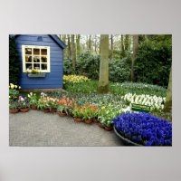 Pays-Bas alias Holland), Lisse. Keukenhof 11