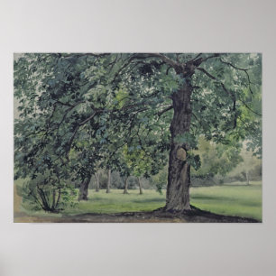 Poster Paysage avec l'arbre de châtaigne dans le premier