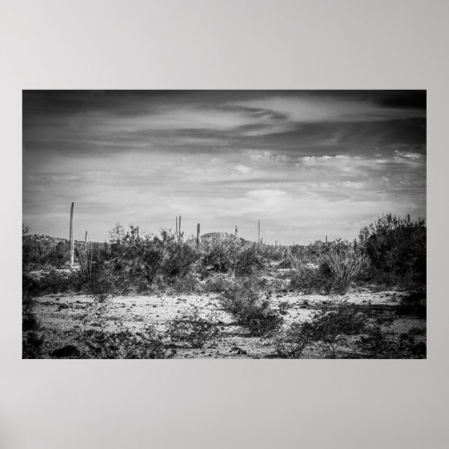 Poster Paysage de Cactus (Devant)
