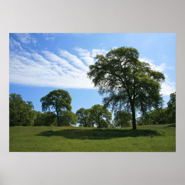 Poster Paysage de chêne et prairie (Devant)