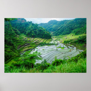 Poster Paysage de rizières, Philippines