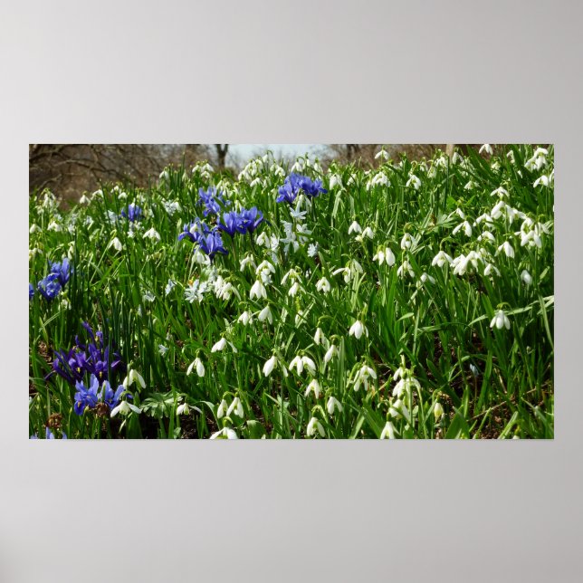 Poster Paysage des fleurs du début du printemps (Devant)