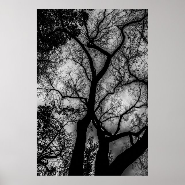 Poster Paysage Photo Arbre Noir et Blanc (Devant)