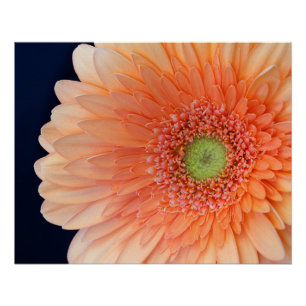 Poster Peach Gerbera