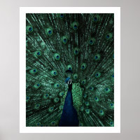 Poster Peacock