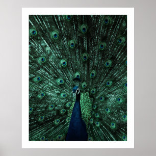 Poster Peacock