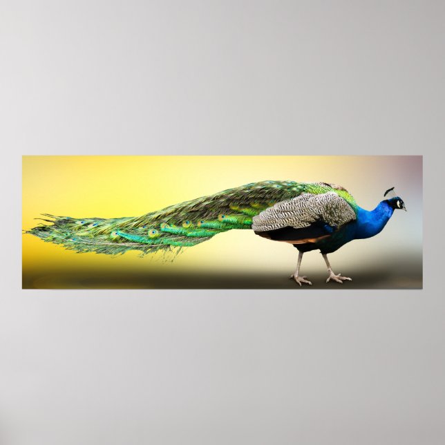 Poster Peacock (Devant)