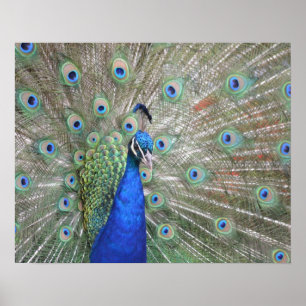 Poster Peacock