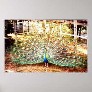 Poster Peacock