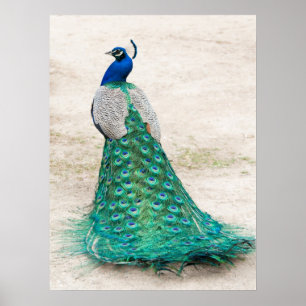 Poster Peacock