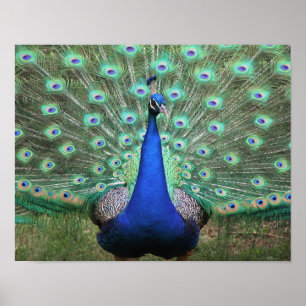 Poster Peacock