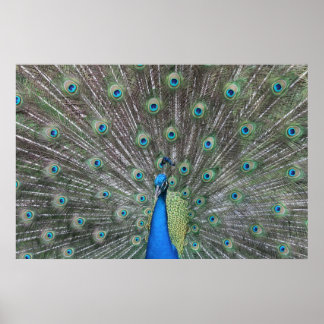 Poster Peacock