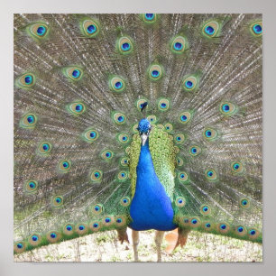Poster Peacock