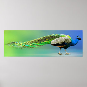 Poster Peacock