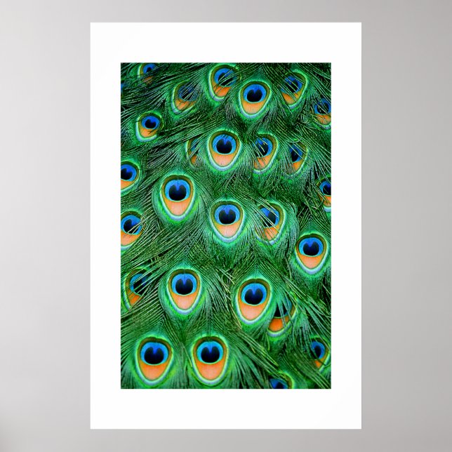 Poster Peacock#2 (Devant)