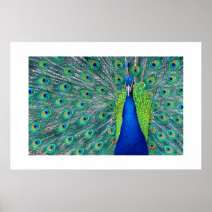 Poster Peacock#3