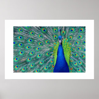 Poster Peacock#3