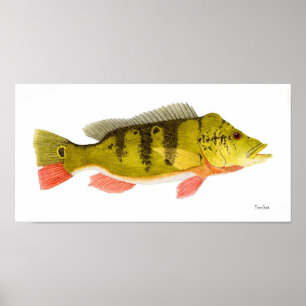 Poster Peacock Bass Art