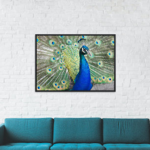 Poster Peacock bleu avec Plumage coloré Photo brillant