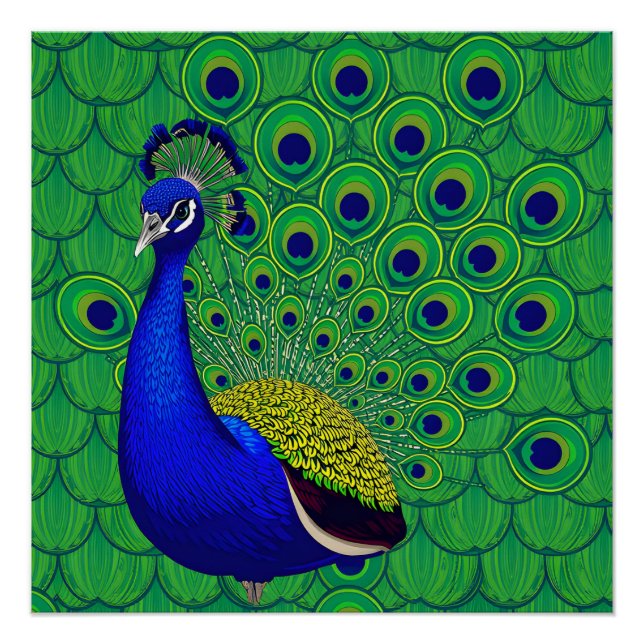Poster Peacock de couleur bleue (Devant)