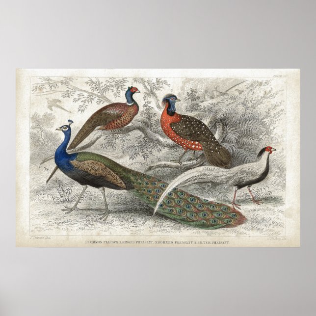 Poster Peacock et faisans Antique Lithographie (Devant)