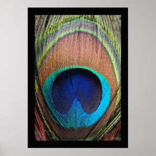 Poster Peacock Feather Close-up