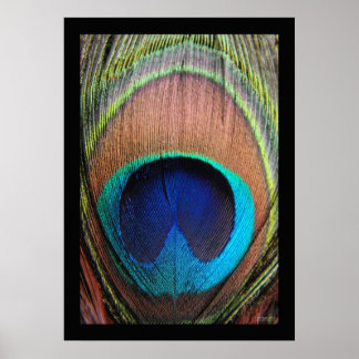 Poster Peacock Feather Close-up