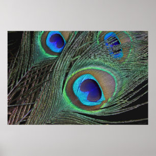Poster Peacock Feathers -36x24 -plus petit disponi