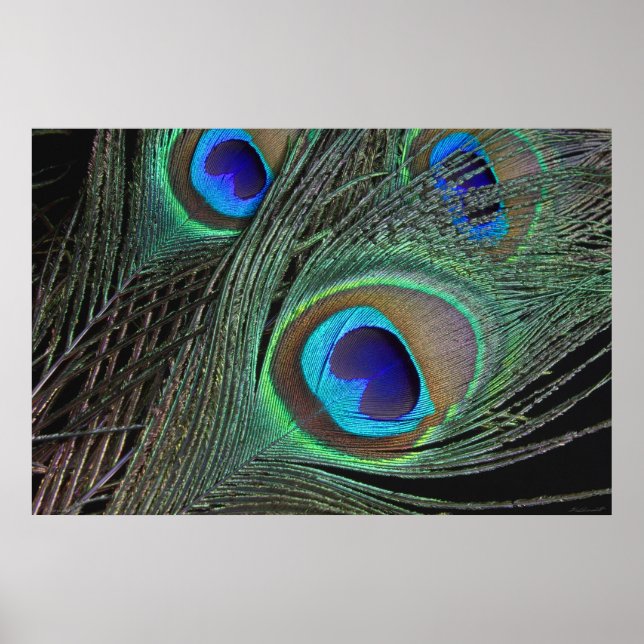 Poster Peacock Feathers -36x24 -plus petit disponi (Devant)