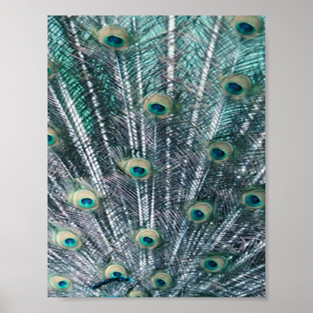 Poster Peacock Feathers Canvas Imprimer (Devant)