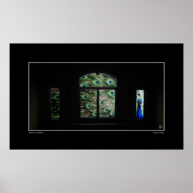Poster Peacock in a Window (Devant)
