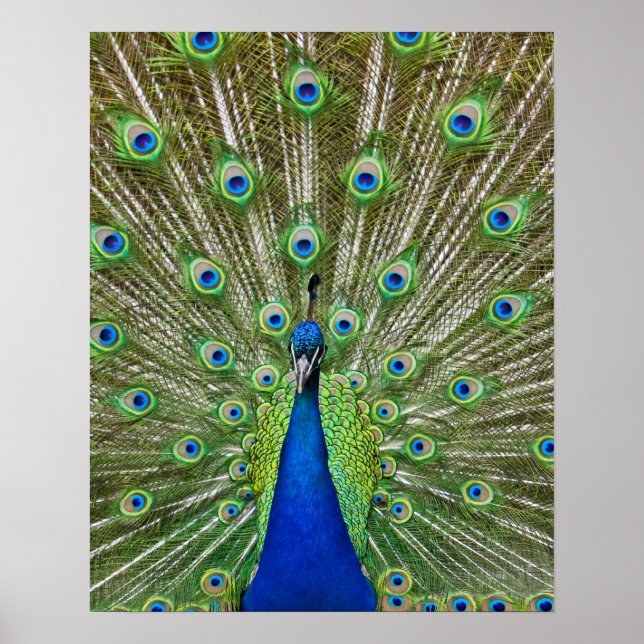 Poster Peacock montrant ses plumes (Devant)