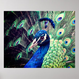 Poster Peacock - R - 0614