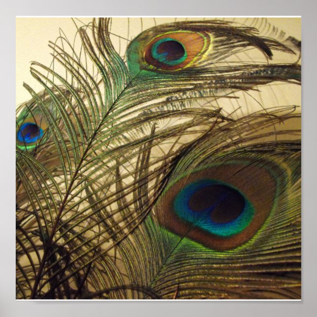 Poster Peacocks plumes (Devant)
