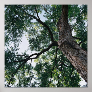Poster Pecan