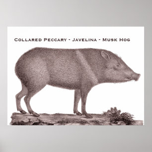 Poster Peccary colleté - Javelina - porc de musc -