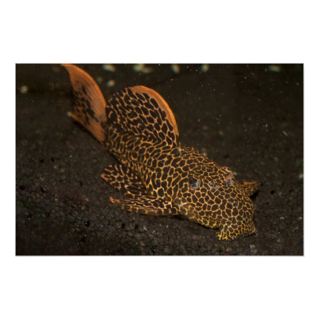 Poster Peckoltia Compta (Devant)