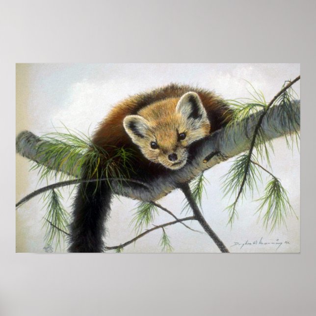Poster Peek-a-boo, Pine Marten (Devant)