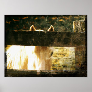 Poster Peeking Palomino