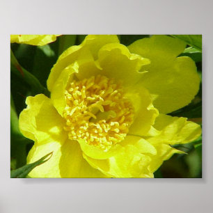 Poster Peine d'arbre jaune (Paeonia Lutea)