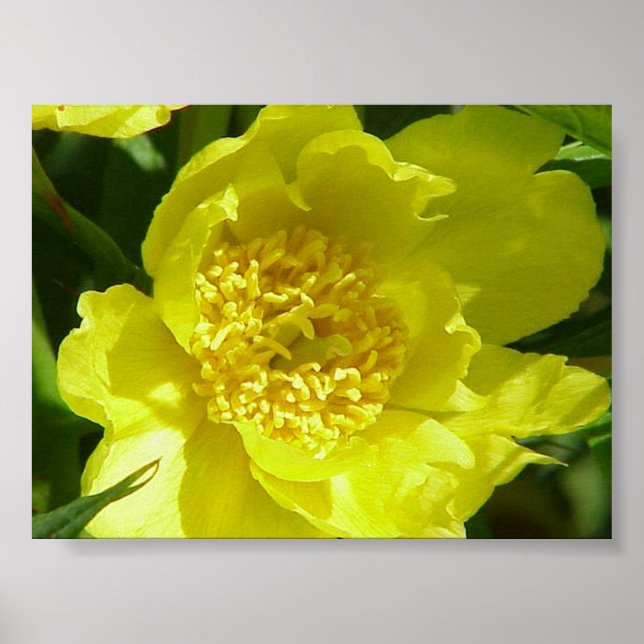 Poster Peine d'arbre jaune (Paeonia Lutea) (Devant)