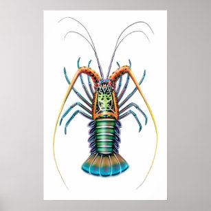 Poster peint de homard épineux