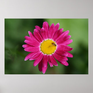 Poster peint en marguerite ou imprimer