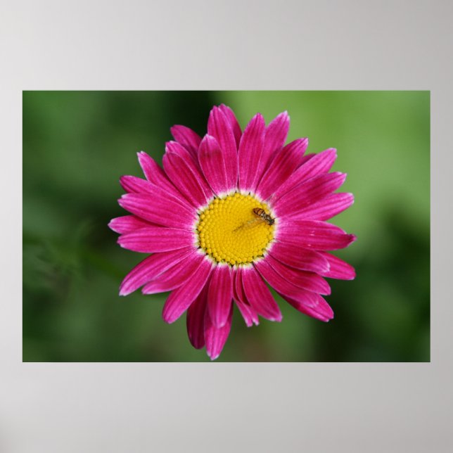 Poster peint en marguerite ou imprimer (Devant)