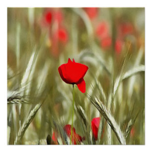 Poster Peinture acrylique Hot Poppy