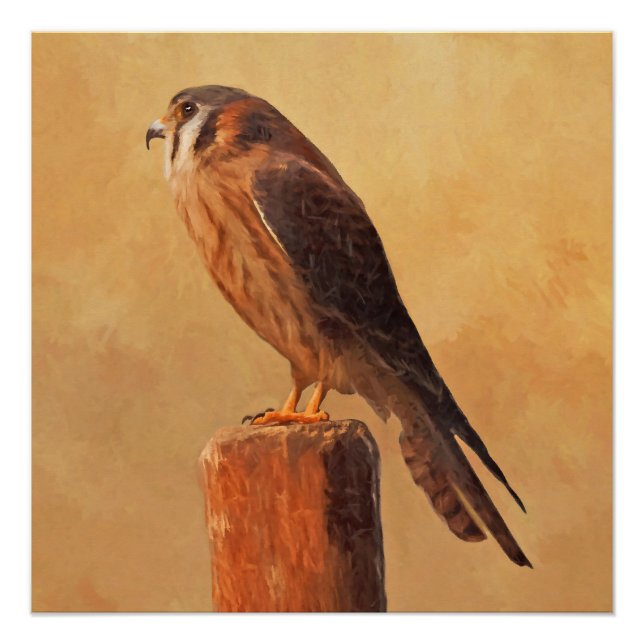Poster Peinture américaine Kestrel - Art original pour oi (Devant)