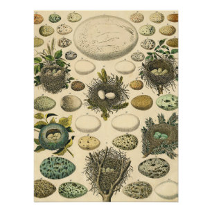 Poster Peinture artistique de nid d'oeuf d'oiseau vintage