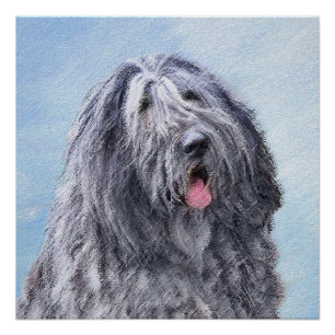 Poster Peinture Bergamasco Sheepdog - Chien original mign